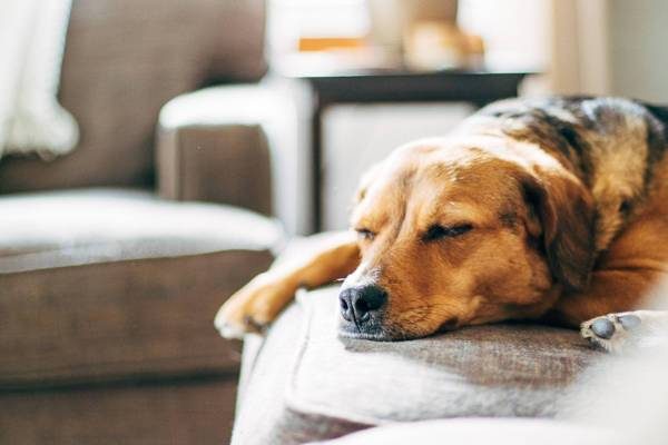 Dog sleeping on the couch.